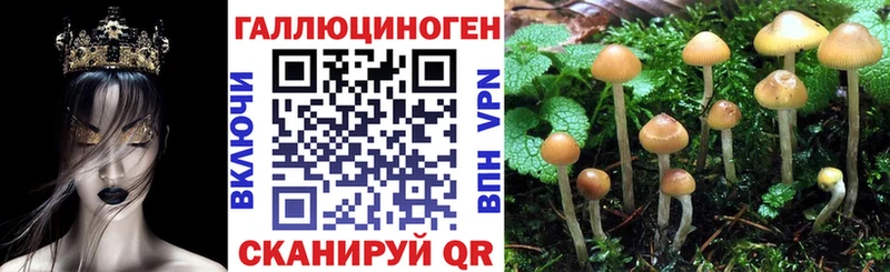 закладка Маркс Галлюциногенные грибы мицелий